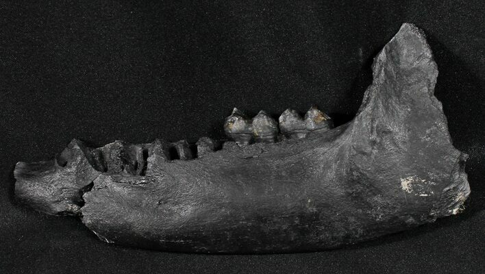 Fossil Tapir Jaw With Two Teeth - Florida #31445